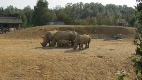 Andrew Woodger/BBC Sekelompok empat badak, termasuk seekor badak yang masih sangat muda, seekor badak yang sedikit lebih besar, dan dua ekor badak dewasa, di kandang terbuka berpasir dengan dua zebra terlihat di gundukan di belakang mereka, dan seekor zebra lainnya di belakang gundukan dekat gedung kebun binatang