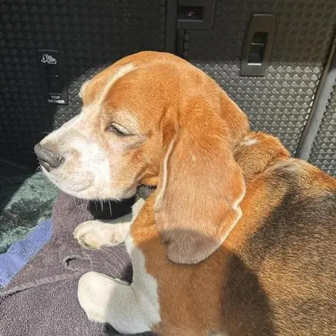 Shaun Ryder Malcolm the dog sitting in the boot of a car on towels and a blanket