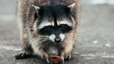 A stock image of a raccoon, sitting in a street. It is gripping a biscuit in its front paws.