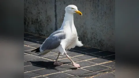 Roy Cope A seagull walking along a black tiled path.