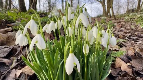 BBC Weather Watchers/Early Bird White flowers drooping at the top of green stalks in the middle of a forest setting with brown leaves on the ground.