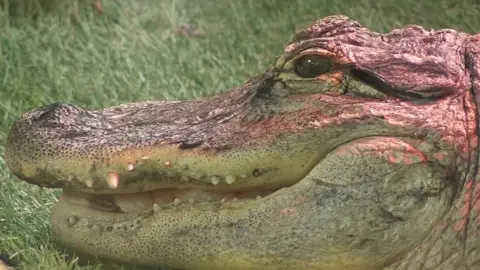 Simon Spark/BBC An alligator at The Exotic Pet Refuge in Lincolnshire