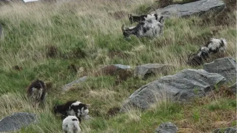 Ogwen Valley Mountain Rescue Organisation Goats