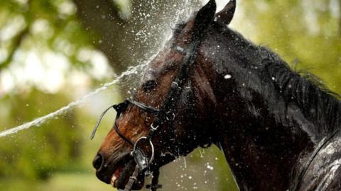 A horse being sprayed with water