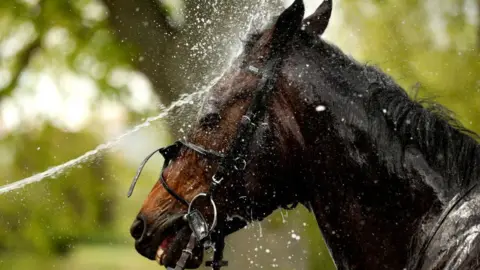 Getty A horse being sprayed with water