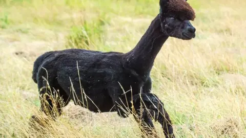 Helen MacDonald Geronimo the alpaca