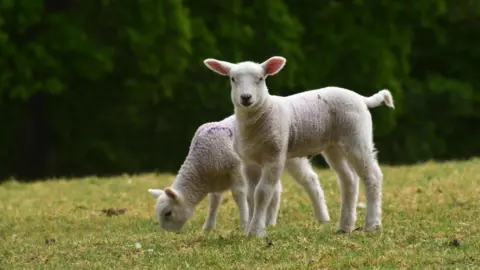 Downsman One lamb is eating the grass, the other looks at the camera. They have purple markings on their coats.