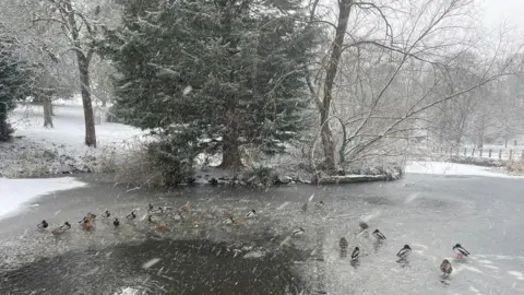 Around two dozen ducks are standing on a frozen pond as snow falls. Beyond the water are frost-covered trees, one evergreen fir and the rest with bare branches.