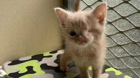 Benny the light ginger kitten. He has one eye and a cleft lip. He sits on a cushion inside a pet cage.