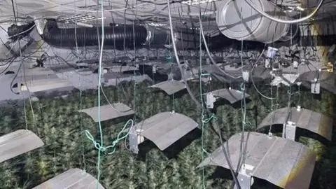 A room filled with cannabis plants and equipment used to grow it