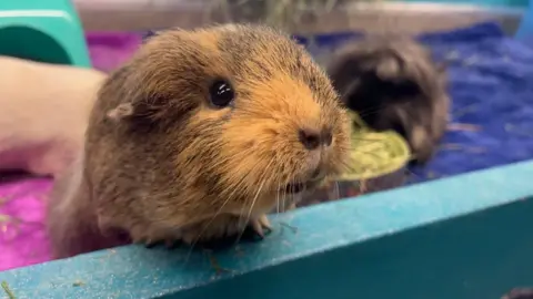 A guinea pig sniffs at the camera