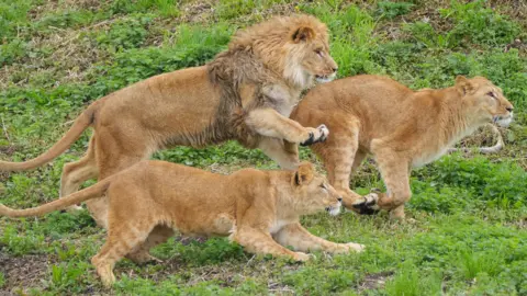 Yorkshire Wildlife Park Three lions play together on the grass