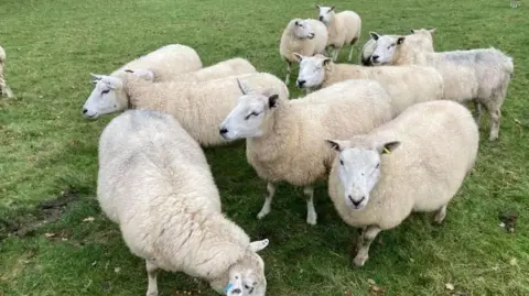 BBC A group of about a dozen cream-coloured sheep stand on green grass in a field.