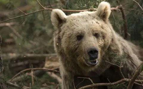 BBC A Eurasian brown bear, near Sarikamis, eastern Turkey