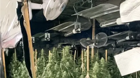 South Wales Police fans and lights on a ceiling above dozens of cannabis plants