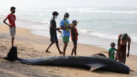 EPA Short-finned pilot whales stranded on Sri Lankan coast