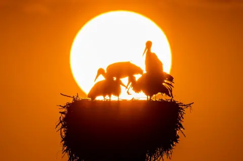 Christian Merz / EPA Storks in their nest during sunset at lake Greifensee
