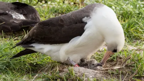 Jon Brack/Friends of Midway Atoll NWR Wisdom caring for her chick