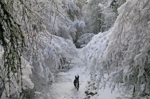 BBC Aimsir Dog in snow