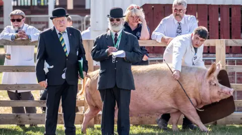 Two men in dark suits and bowler hats stand inside a wooden. Behind them a young man in a white coat and wellies is leading a large pig with a stick. In the background three people lean on the side of the pen.