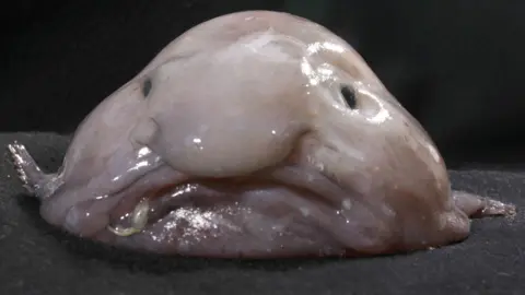 Photo of a blobfish, with pink glistening skin, looking melted