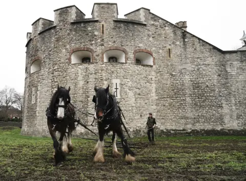 PA Media Shire horses called William and Joey from Hampton Court Palace, plough the moat at the Tower of London