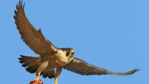 A peregrine falcon