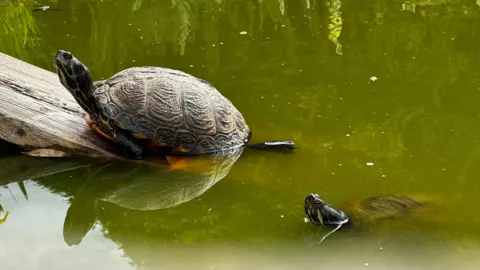 Daisybell Two turtles in a pond. One is climbing out on a wooden ramp.
