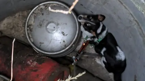 Corby Fire Station A dog in the bottom of a well, wearing a green harness, by metal cylinders, he is looking up at the camera, the dog is black, white and brown in colour.