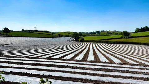 Paul Williams A field covered in plastic sheets and brown soil, surrounded by green fields and a bright blue sky.