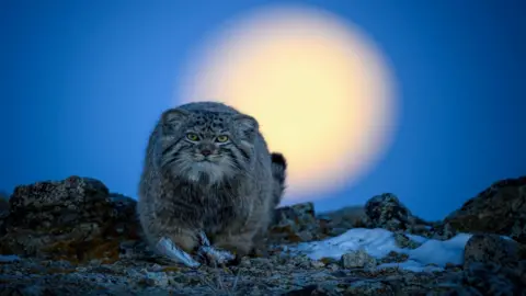 Xingchao Zhu portrait of a cat with an irritated look