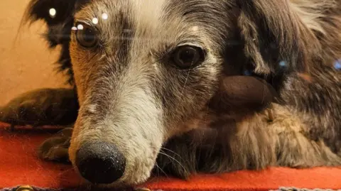 Nigel Meadows Wandering Willie is a taxidermised dog with grey and black fur. His head is resting on his paws and he is placed on a red cushion.
