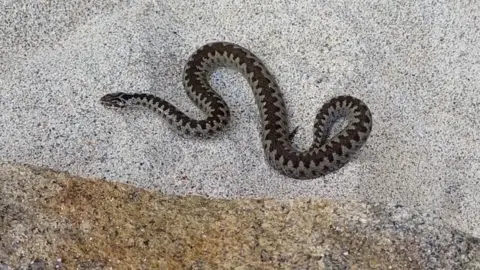A snake with a dark zig-zag pattern on its back can be seen from above, curled up on a white sandy beach 