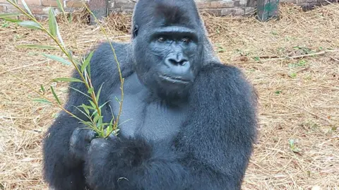 PA Media Silverback gorilla Nkoumou holding some twigs and leaves. Behind him is straw and part of a wall. 