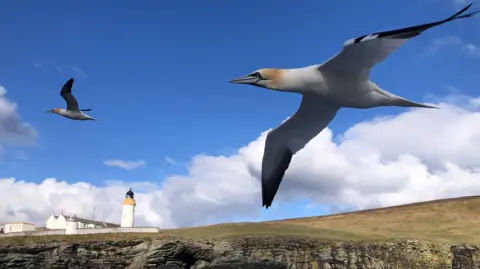 Two gannets fly close to the camera on a sunny day, while a lighthouse and other buildings can be seen on the shore in the distance.
