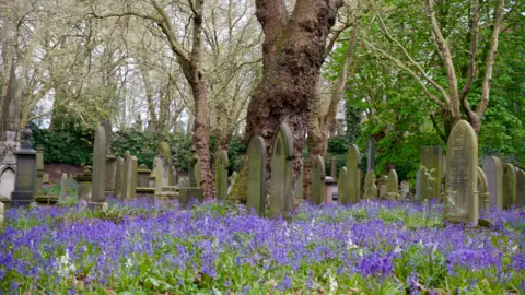 A vast array of bluebells in a cemetery with headstones dotted around