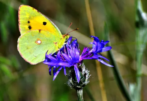 Huseyin Demirci/Anadolu/Getty Images A butterfly lands on a flower after a downpour in Sarikamis district of Kars, Turkey on July 26, 2024.