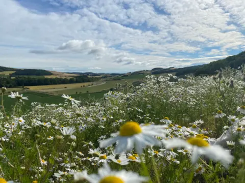 Roger Knight A brightly-coloured meadow looking down over a field with yellow and white flowers
