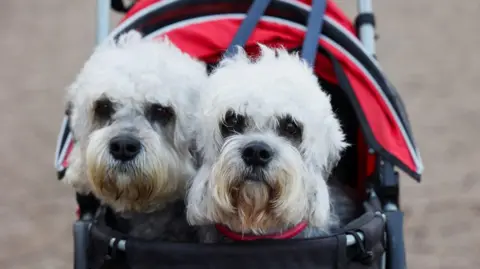 Reuters A woman pushes a pram containing dogs as they arrive on the first day of the Crufts dog show in Birmingham . The dogs have white fur and dark eyes and sit in a pram which is metal rimmed with black material making the basket.