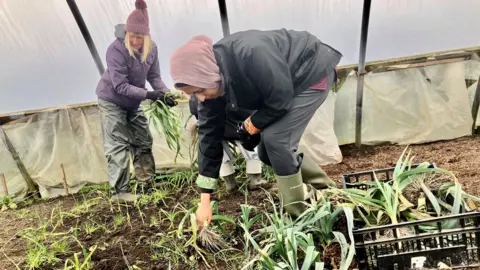 West End Women and Girls Two women are pulling leaks from the ground in a polytunnel. One of the women is wearing waterproof trousers, Wellington boots and a purple bobble hat, with her blonde hair visible underneath. The second woman is wearing a pink head covering and is bending down near the soil, lifting leaks from the ground and placing them into a plastic crate. 