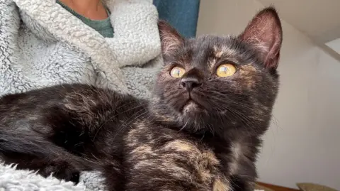 Katie Spencer Bramble on Katie Spencer's lap. Bramble is a dark tortoiseshell kitten and she is looking out the window as the photo is taken.