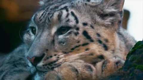Close up of snow leopard's face in winter light as she lays on a tree in her enclosure at Banham Zoo