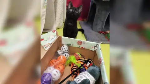 A shoebox wrapped in Christmas paper with some plastic balls inside and a soft toy with a black cat looking endearingly off camera