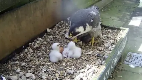 Four baby birds