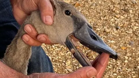 Portsmouth City Council Swan injured