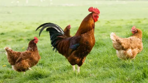 Tim Graham/Getty Images poultry