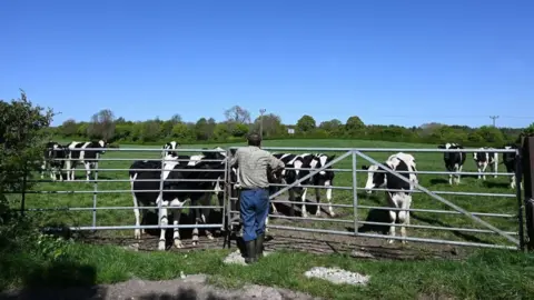 Getty Images A dairy farmer with some of his cows