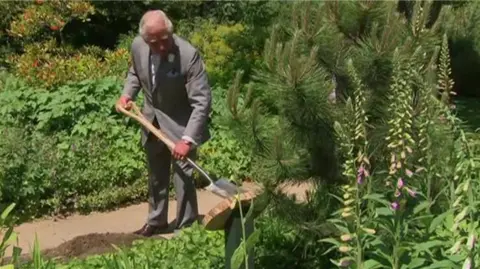 King Charles III, then Prince of Wales, planting a sapling of the original Black Pine at the Botanic Garden, He is using a shovel. It is a sunny day.