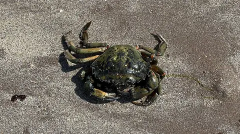 Leanne Ferrie Crab