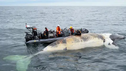 Department of Fisheries and Oceans Researchers encounter a dead right whale in the Gulf of St Lawrence